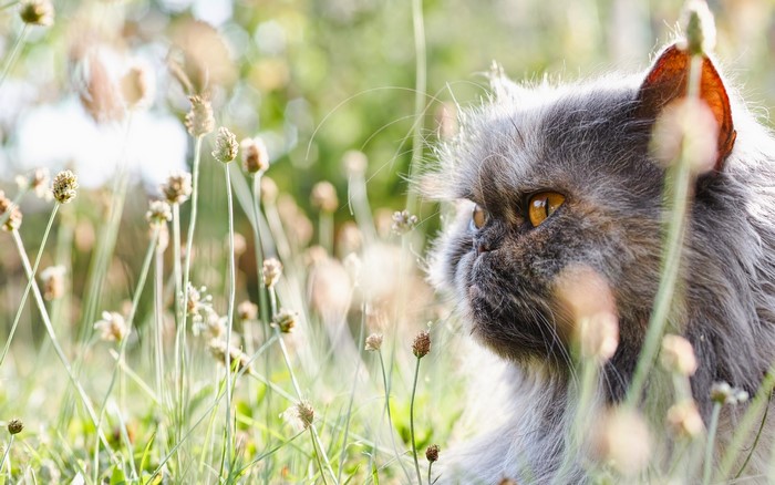 Persian cat in tall grass