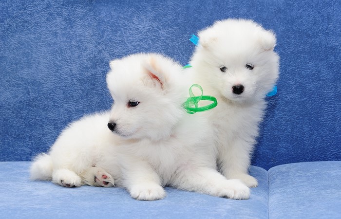 Two Samoyed Puppies with Ribbons