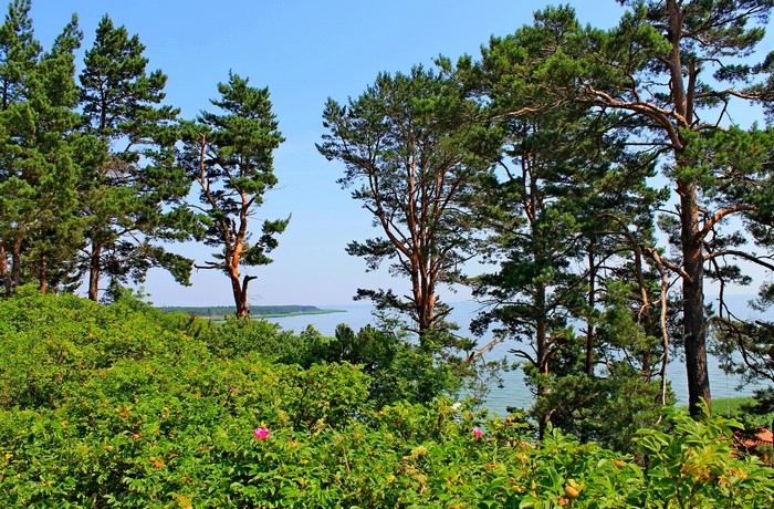 Pine trees and bushes overlooking the sea in Nida, Lithuania