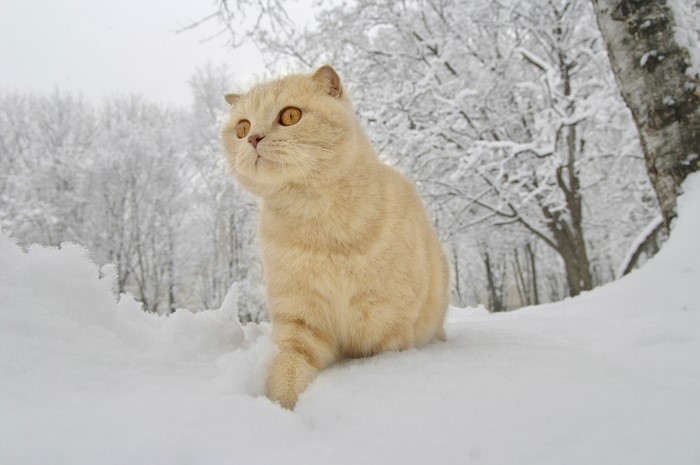 Cream Scottish Fold cat in snow