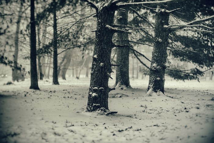 Winter forest with snow covered trees