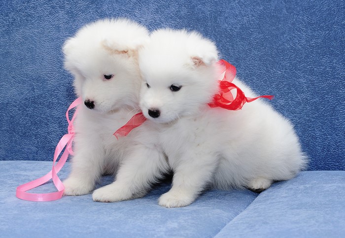 Two Samoyed puppies with ribbons