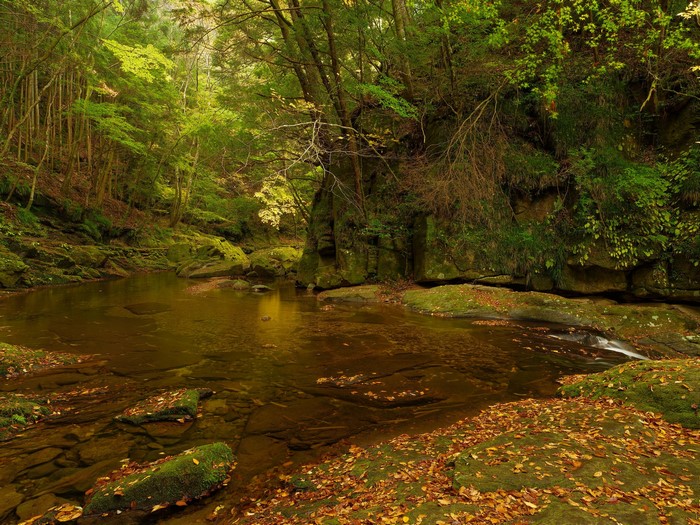 Forest river with autumn leaves and mossy rocks