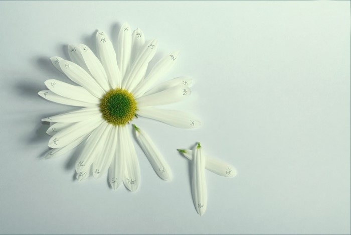 Daisy petals with numbers