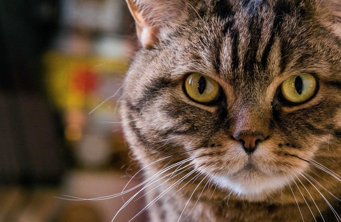 Close-up of a tabby cat's face with yellow eyes
