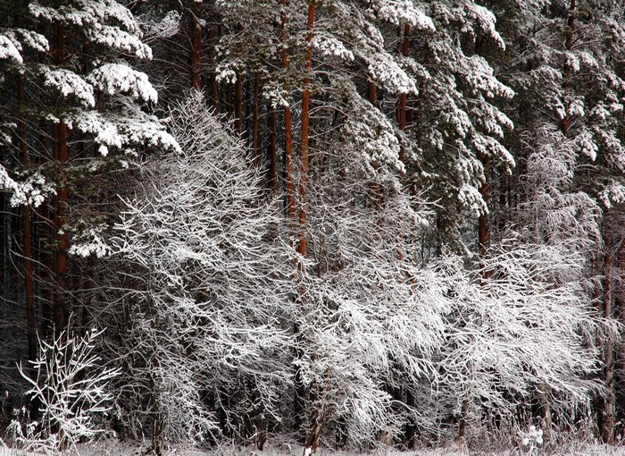 Snow-covered trees in a forest