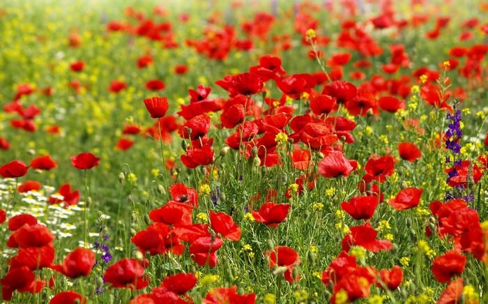 Field of red poppies and yellow flowers