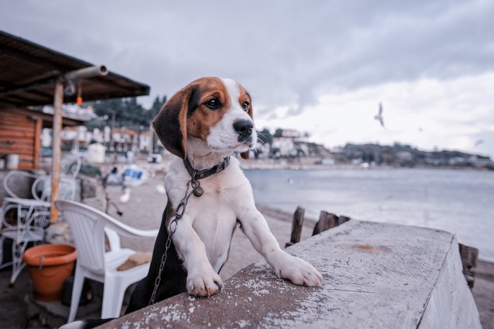 Beagle puppy on a table by the sea