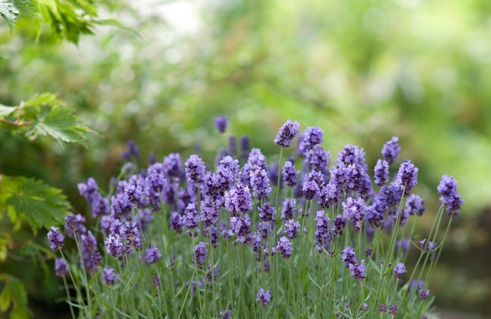 4K Lavandula