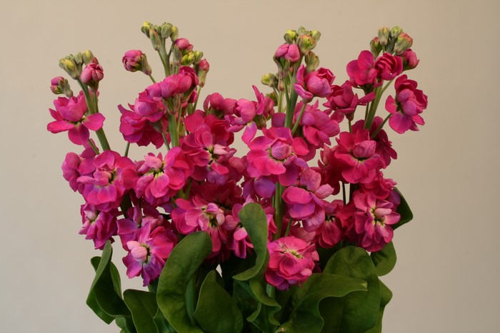 Pink Matthiola flowers with green leaves
