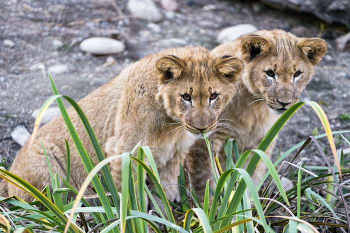 Two Lion Cubs in Tall Grass