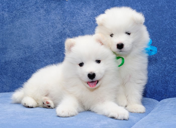 Two white Samoyed puppies on a blue couch