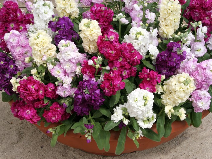 A pot of colorful Matthiola flowers