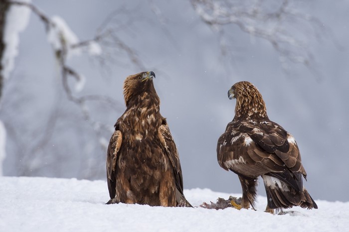 Two Golden Eagles in the Snow