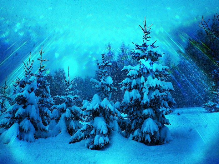 Snow-covered spruce trees in a winter forest