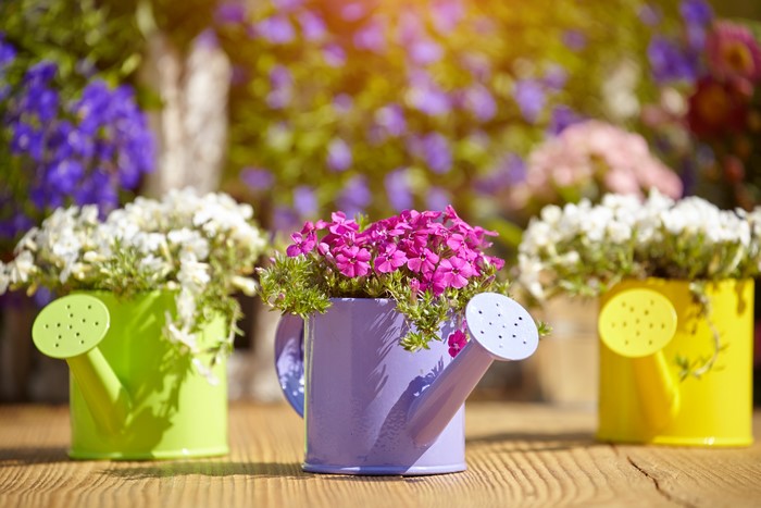 Summer flowers in colorful watering cans