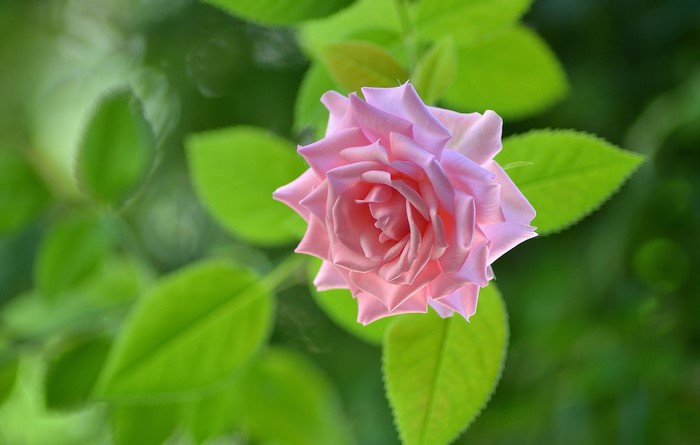 Pink rose with green leaves