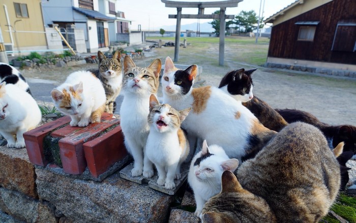 Many cats gathered outdoors near buildings and a torii gate