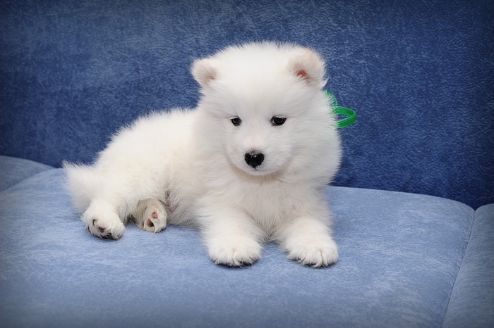 White Samoyed Puppy with Green Ribbon