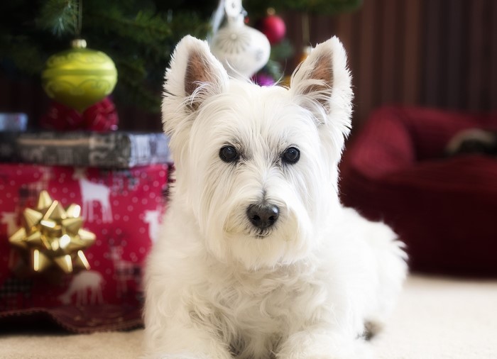 West Highland White Terrier by Christmas Tree