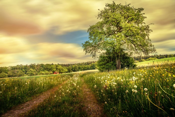 A scenic path through a field of wildflowers in Switzerland