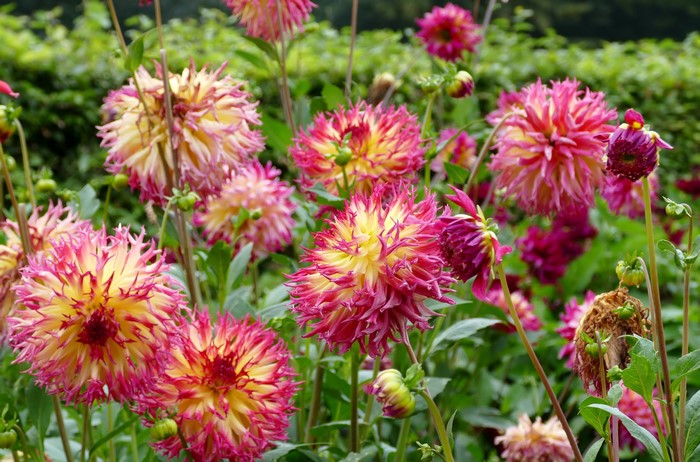 Pink and yellow dahlias in a garden