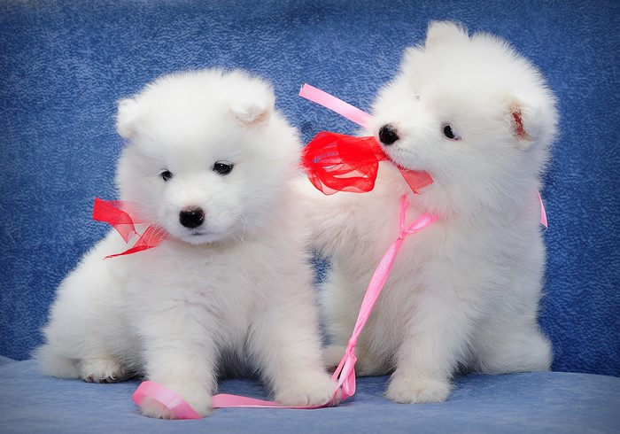 Two Samoyed puppies with pink and red ribbons