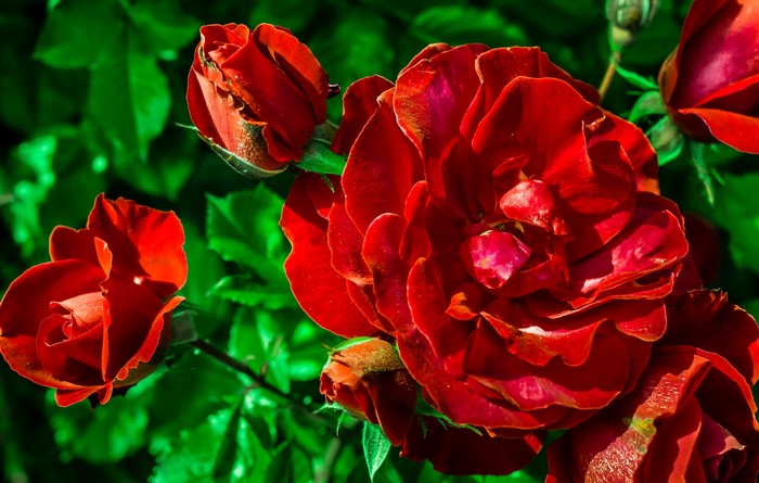 Close-up of Red Roses and Buds
