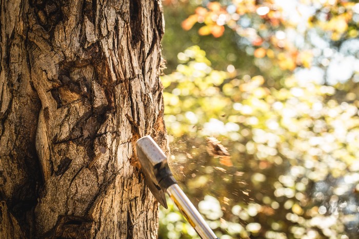 Chopping a tree with an axe