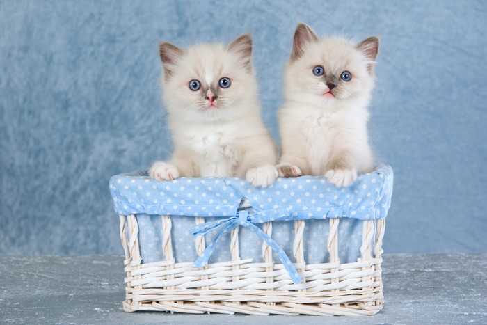 Two Ragdoll Kittens in a Wicker Basket