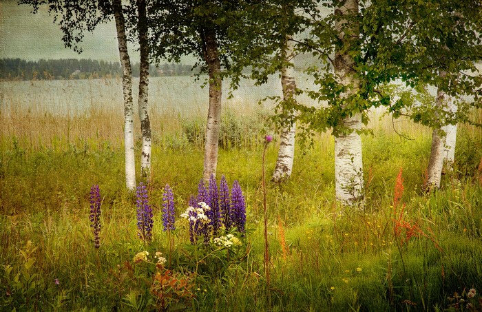 Birch trees by a lake with lupine flowers