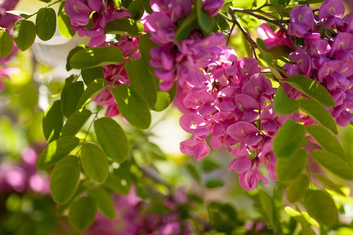 Pink Acacia flowers and green leaves