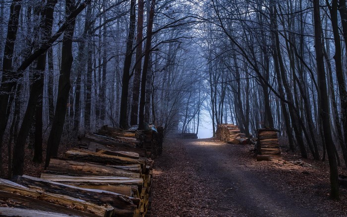 Path through a misty forest with stacked logs