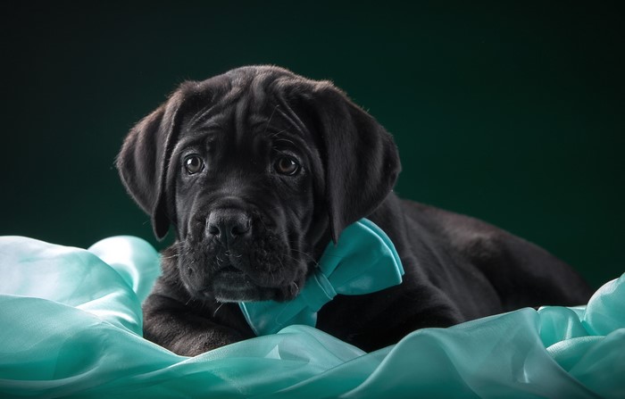 Black Cane Corso puppy with a teal bow tie