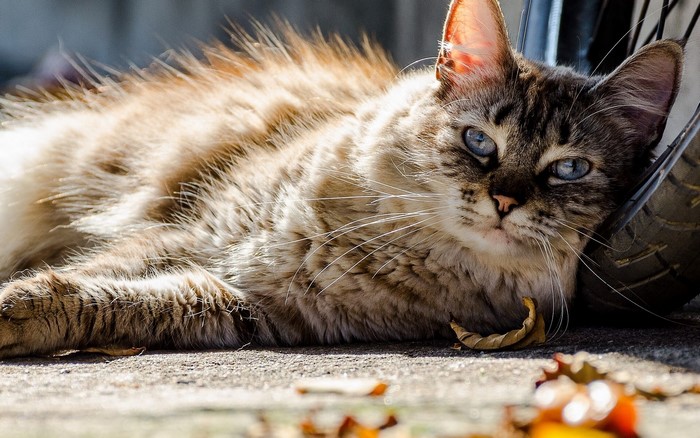 A cat with blue eyes lying down