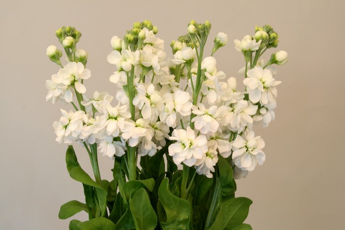 White Matthiola flowers