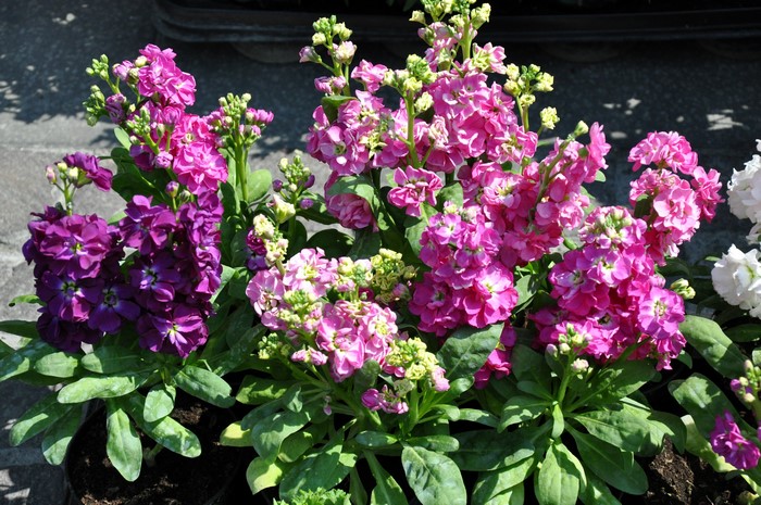 Purple and pink Matthiola flowers in pots