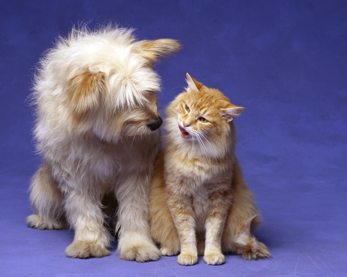 A fluffy dog and a ginger cat sitting together