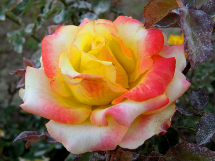 Yellow and red rose in bloom