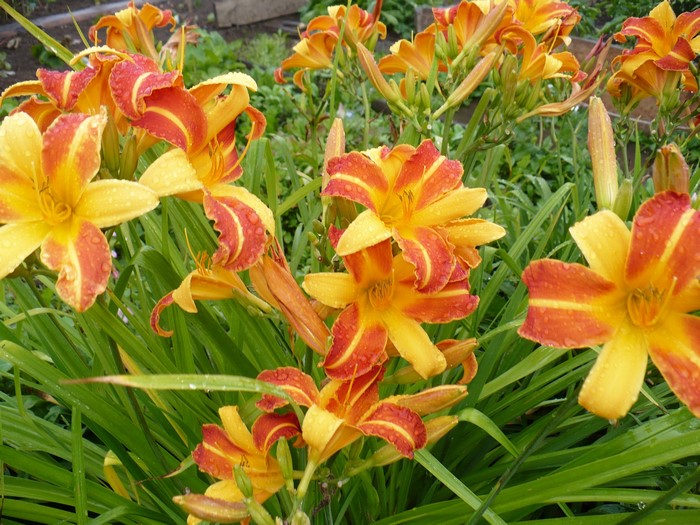 Orange and yellow daylilies with water droplets