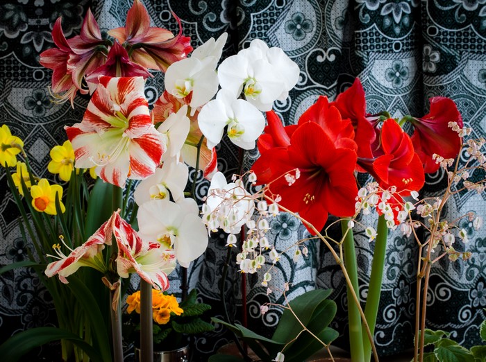 Amaryllis and Orchid flowers with daffodils