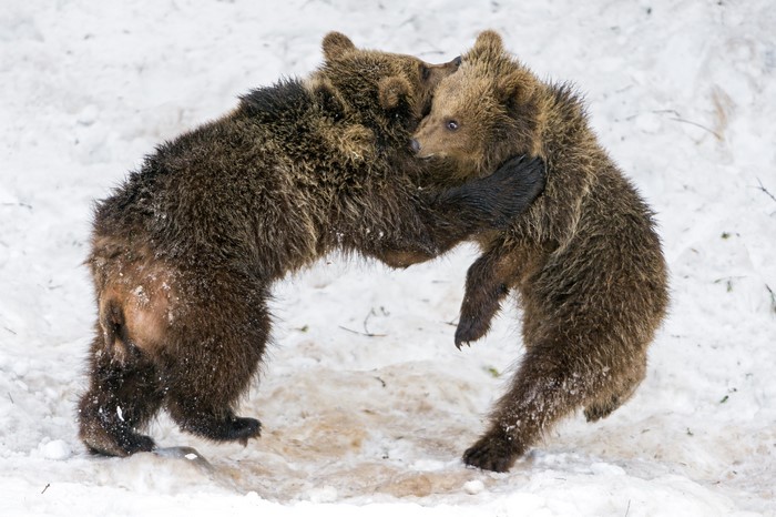 Two brown bear cubs wrestling in the snow