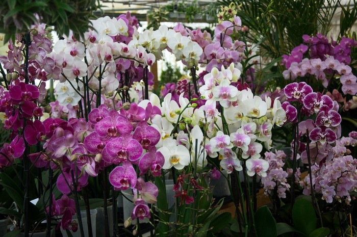 Many orchids in various colors