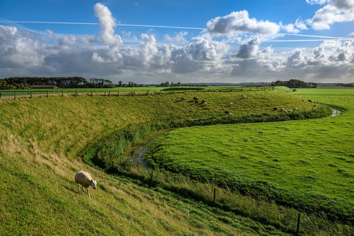 4K Scenery of Grasslands and Sky in the Netherlands