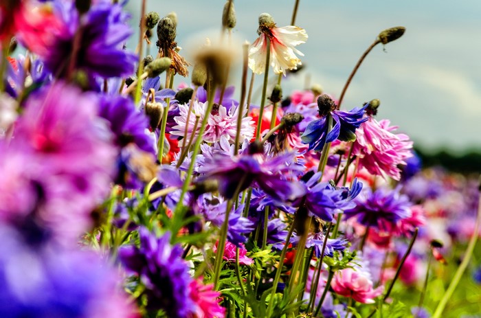 Field of colorful wildflowers in bloom