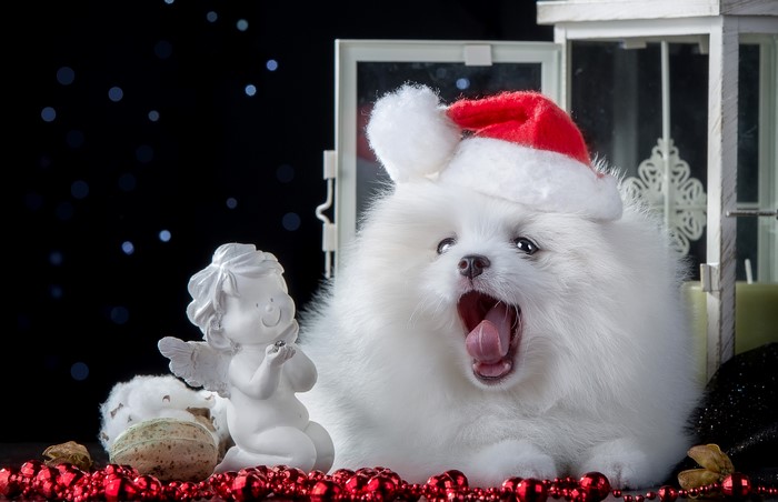 White Pomeranian puppy wearing a Santa hat
