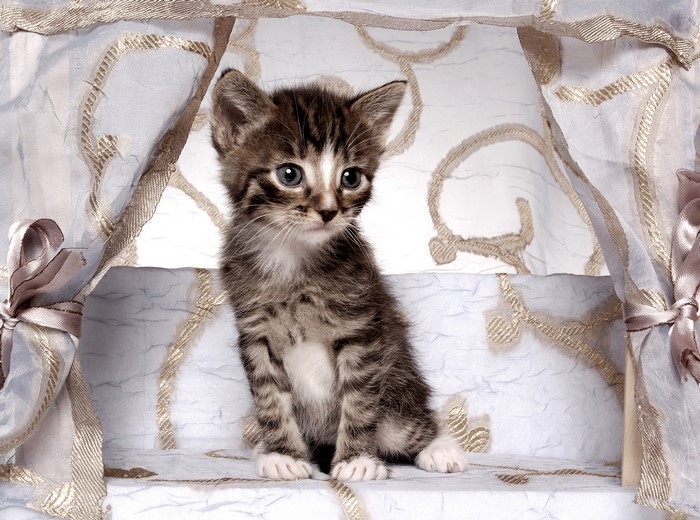 Tabby kitten sitting on a decorative surface