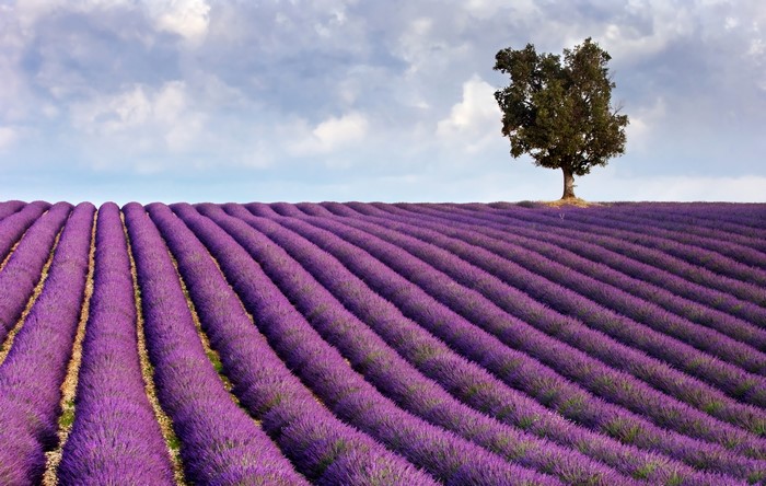 Lavender Fields with a Lone Tree
