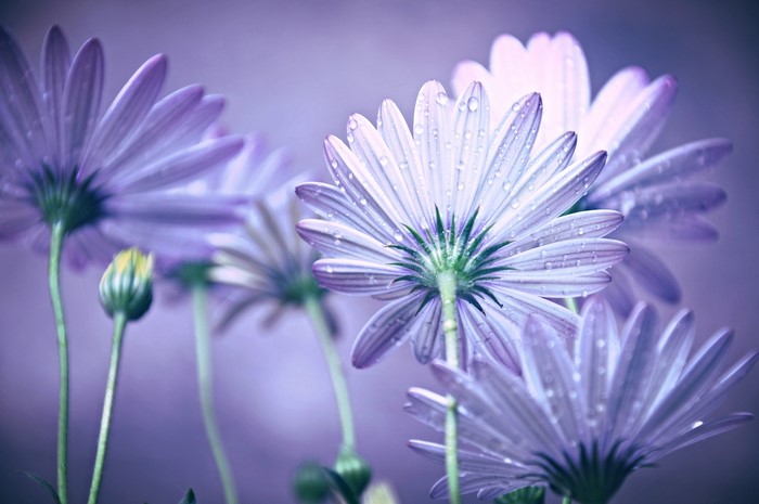 Purple daisies with water droplets