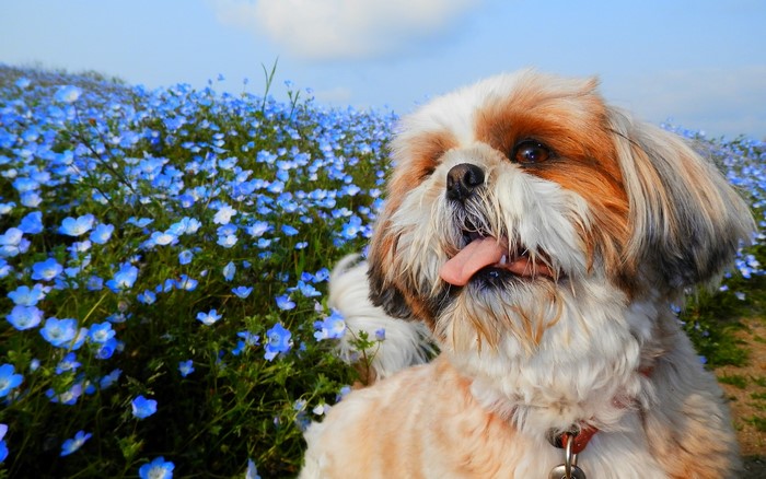 Happy Shih Tzu in Blue Flower Field